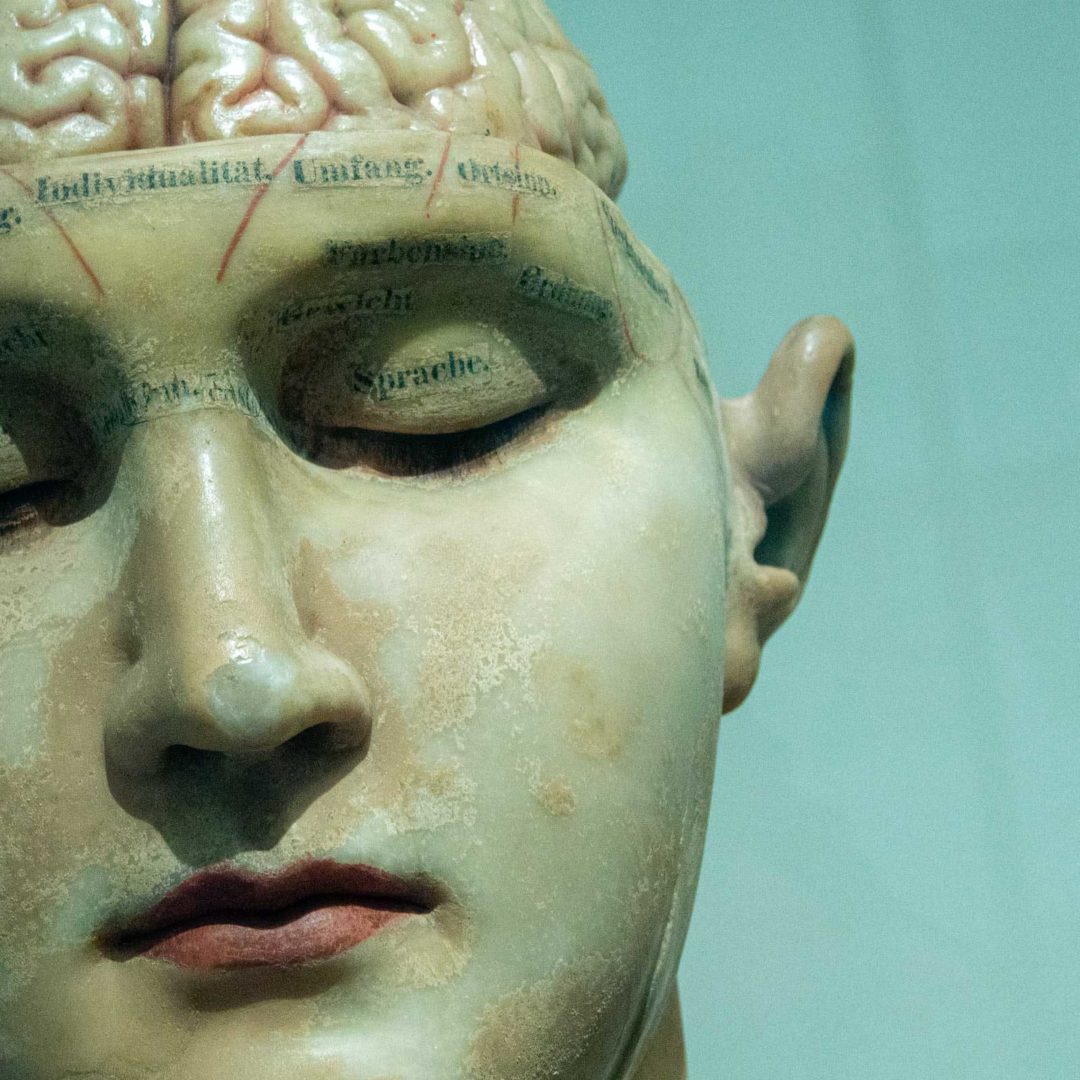 Medical model of head with exposed brain social isolation